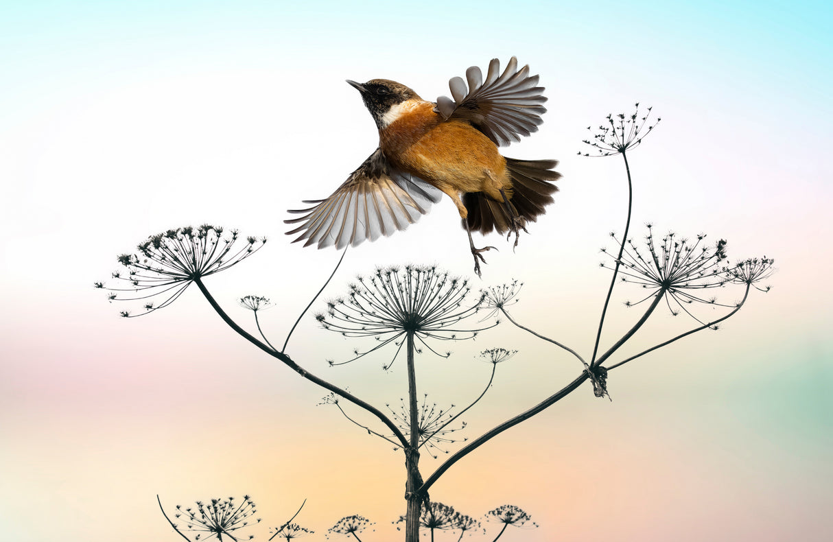 Late Summer Love Poster och Canvastavla