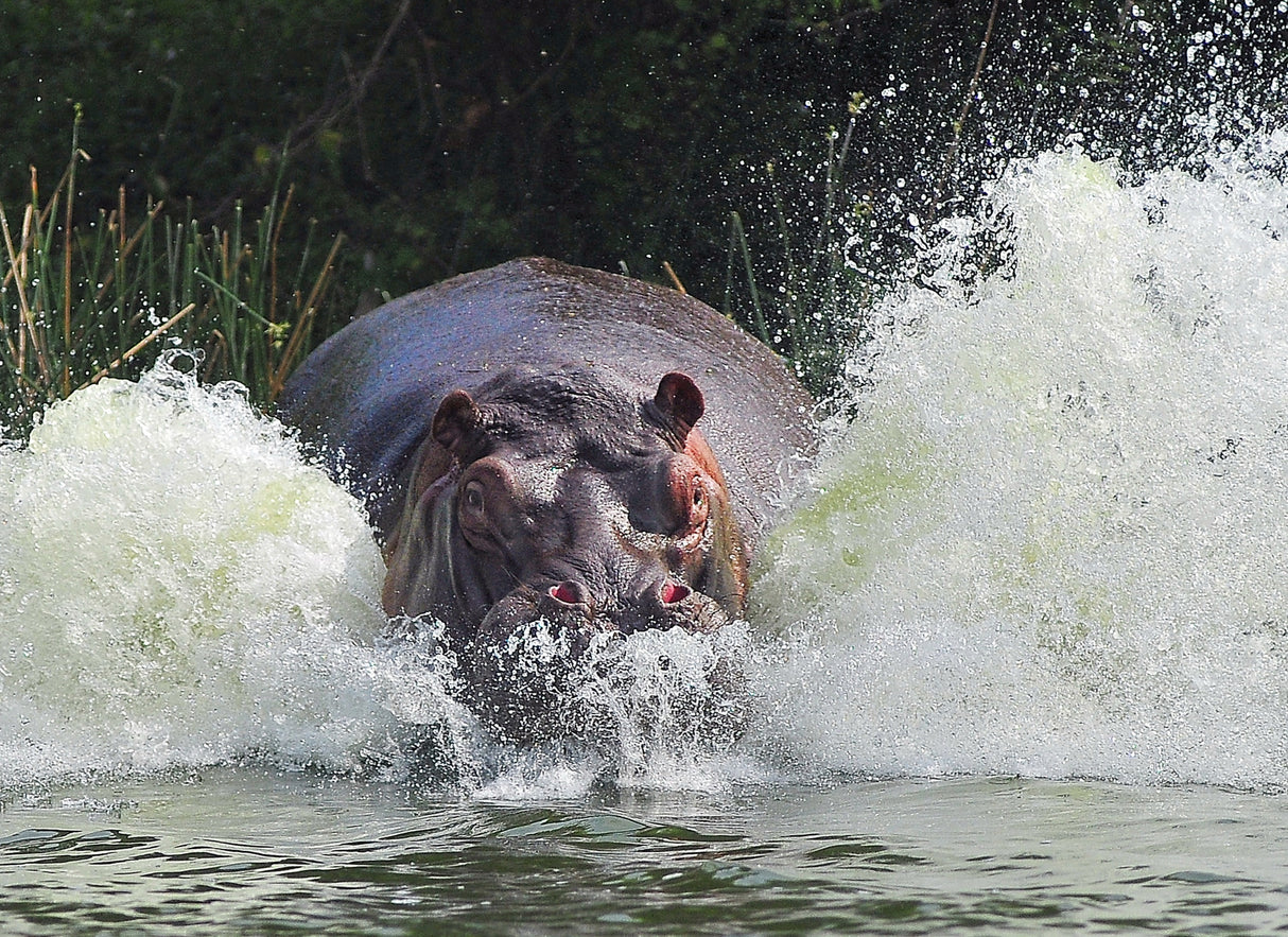 It's Not A Bird, It's Not A Plane, It's An ANGRY Hippo ! Poster och Canvastavla
