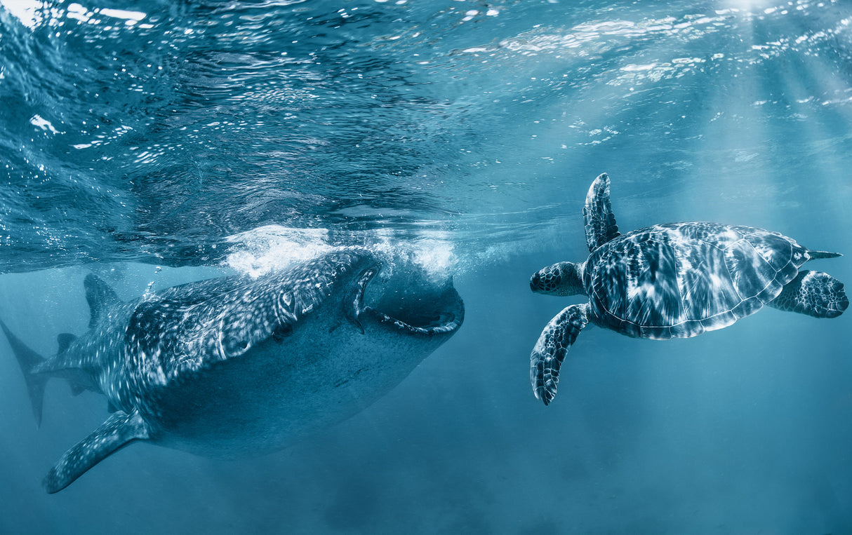 Once at the ocean Poster och Canvastavla