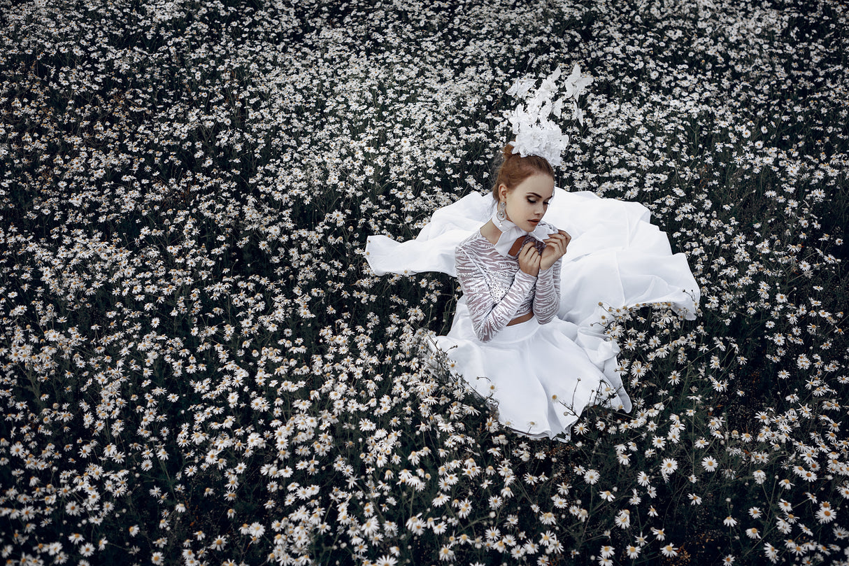White butterfly Poster och Canvastavla