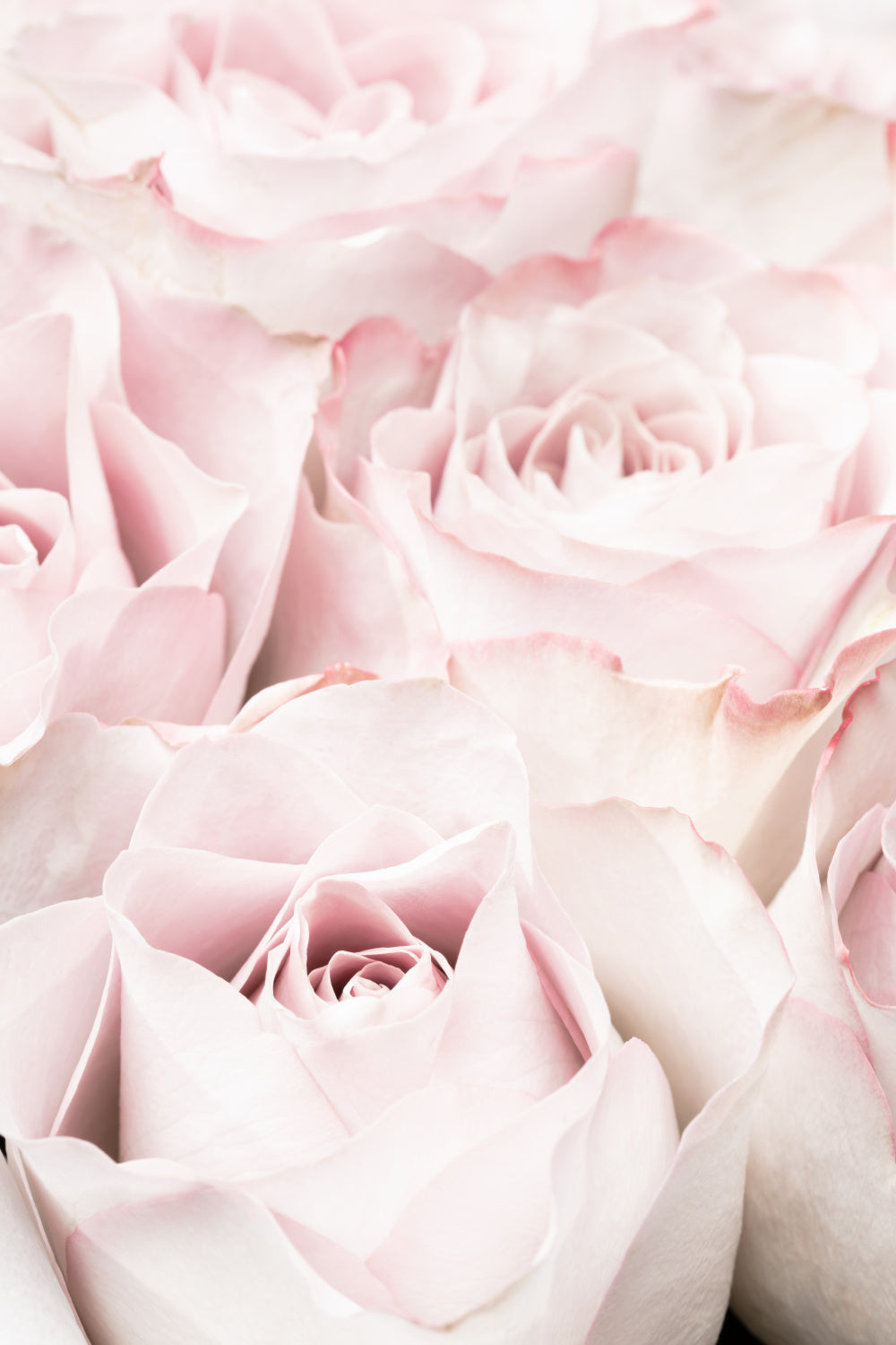 Pink Roses 05 Poster och Canvastavla