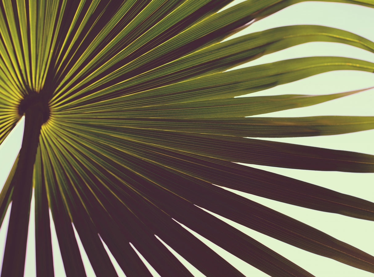 Palm Textures Poster och Canvastavla