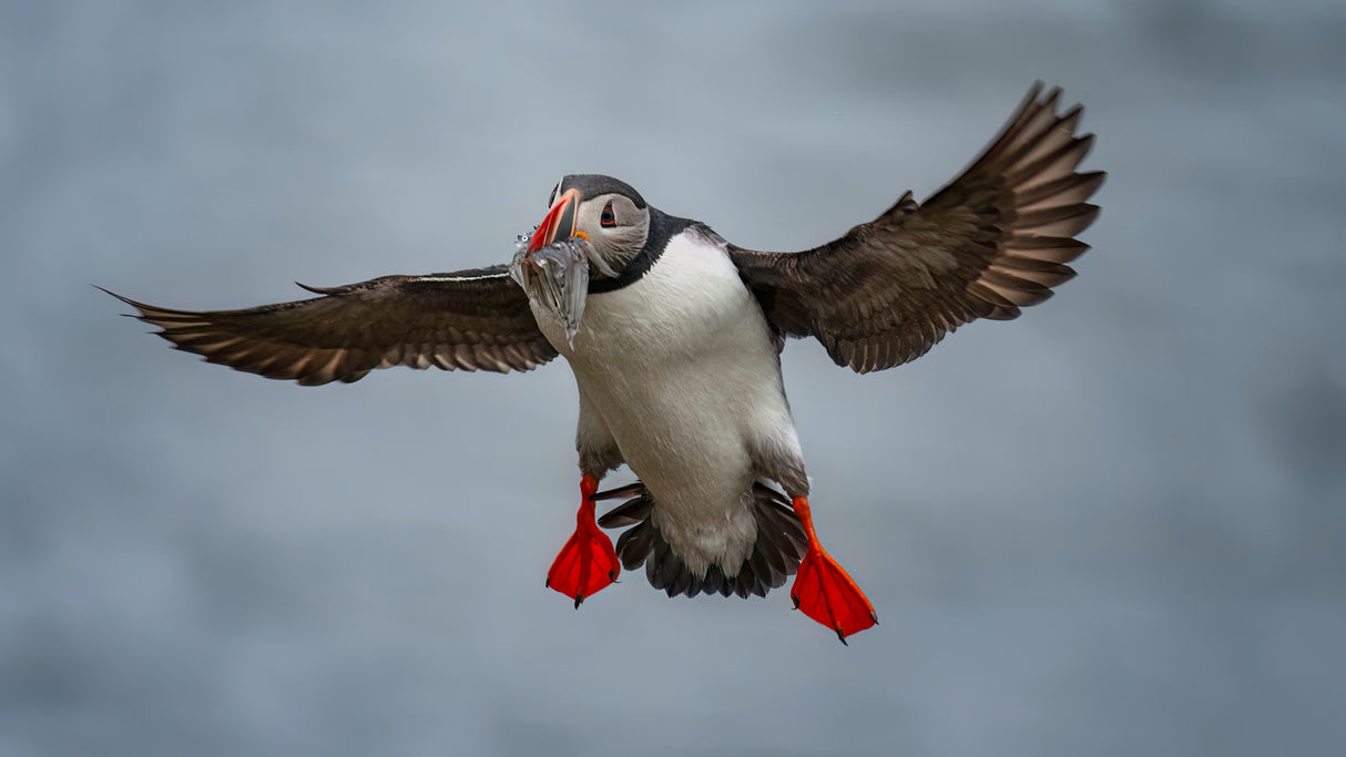 Puffin With Mouthfull Fish Poster och Canvastavla