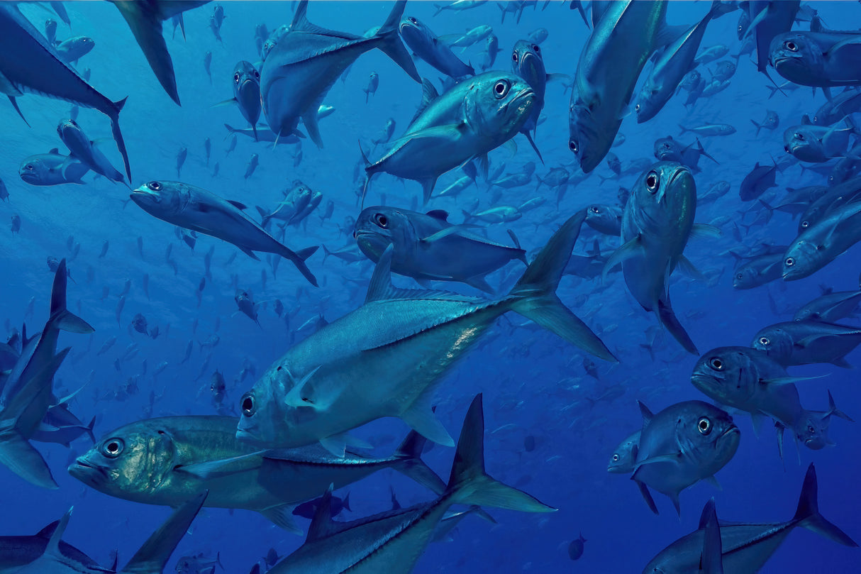 Jack fish Poster och Canvastavla