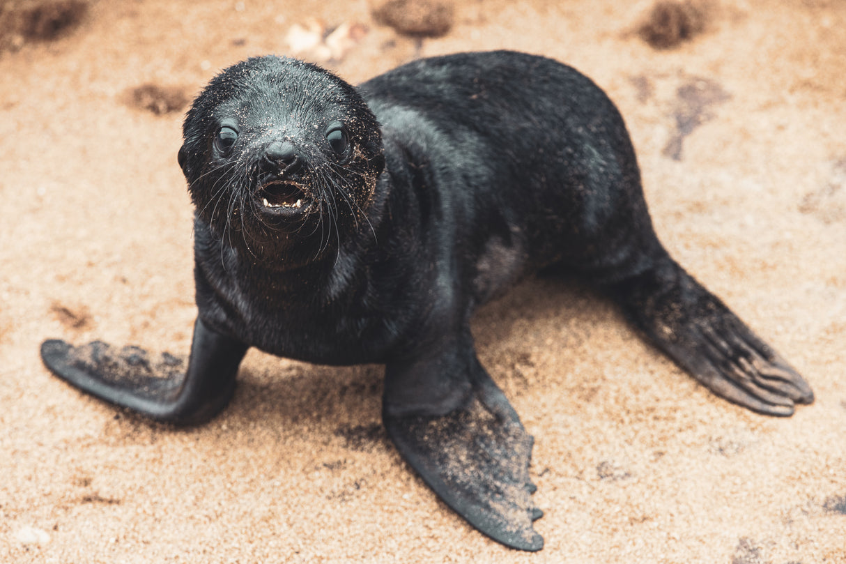 Baby seal Poster och Canvastavla