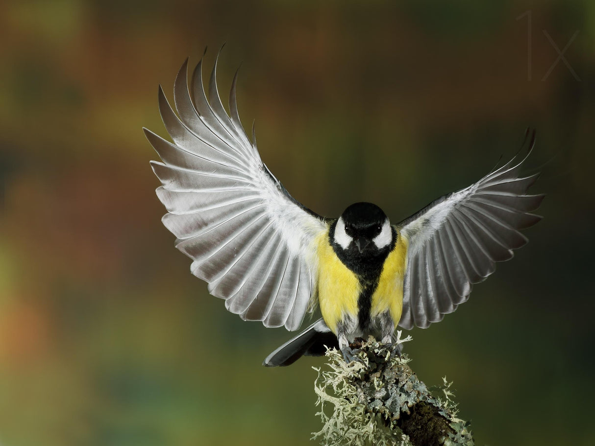 Tit wing Poster och Canvastavla