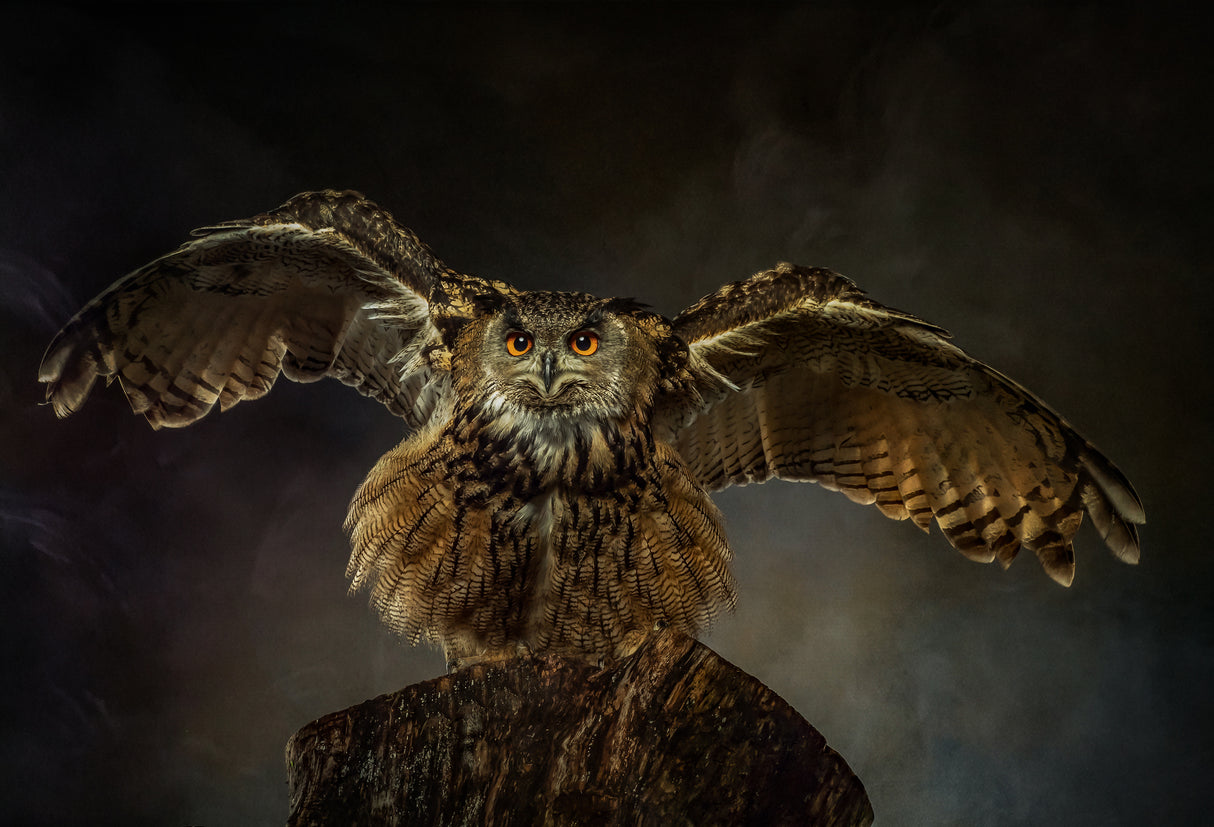 European Eagle Owl Poster och Canvastavla