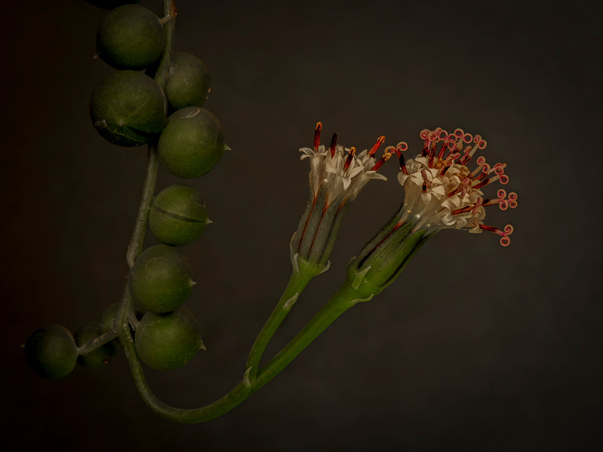 String of Pearls Poster och Canvastavla