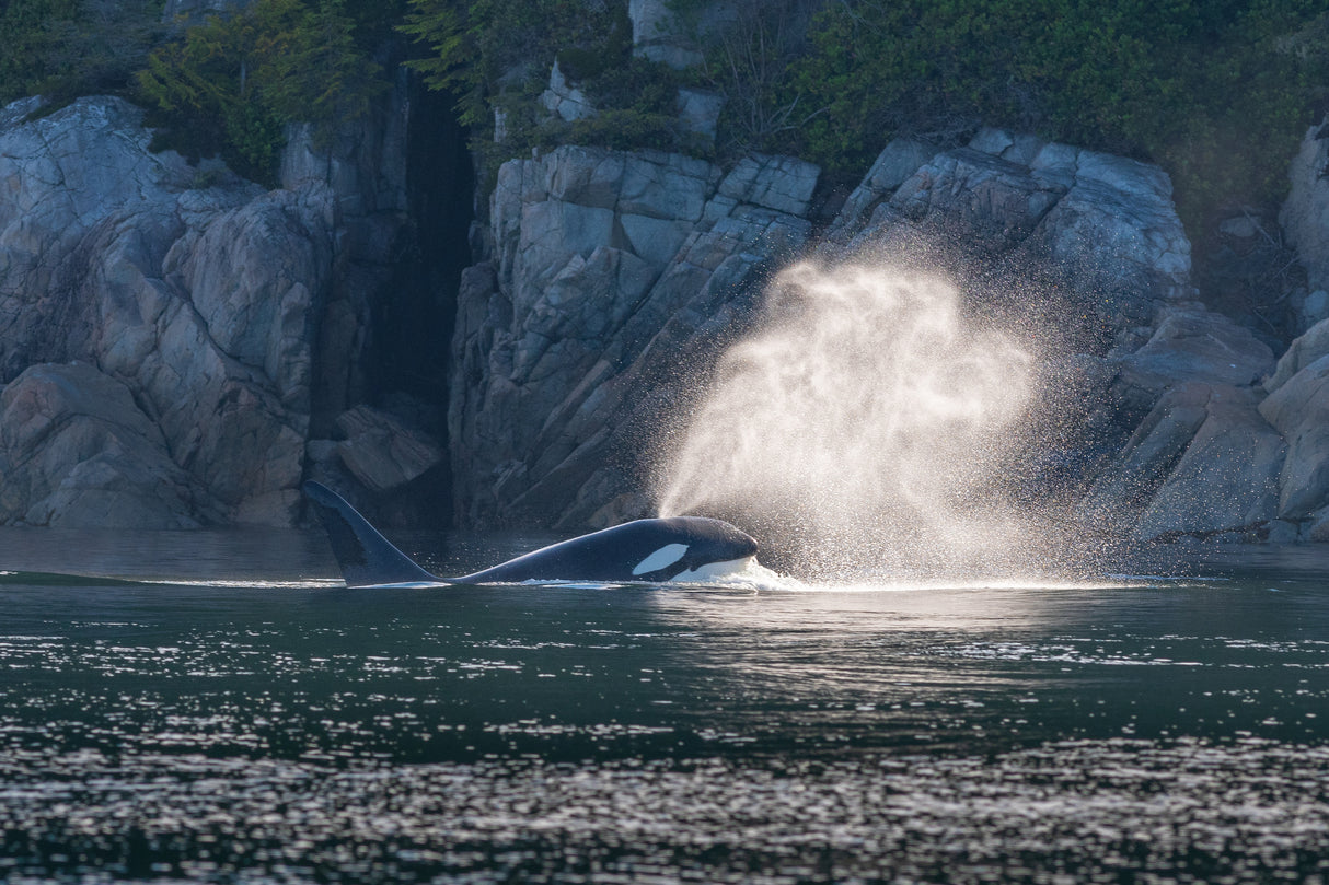 Thar she blows.... Poster och Canvastavla