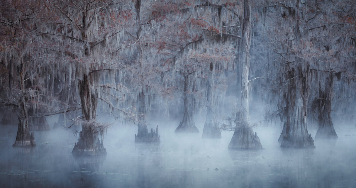Caddo Lake Poster och Canvastavla