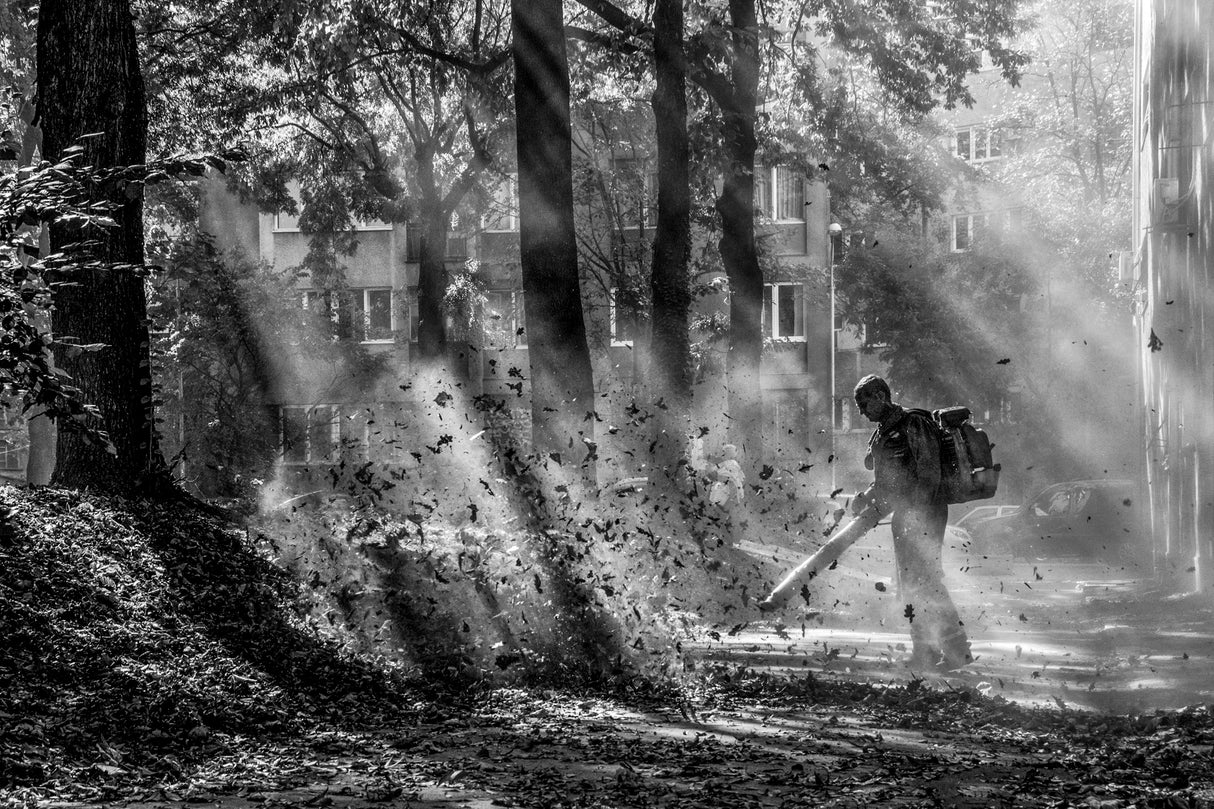 Leaf cleaner Poster och Canvastavla