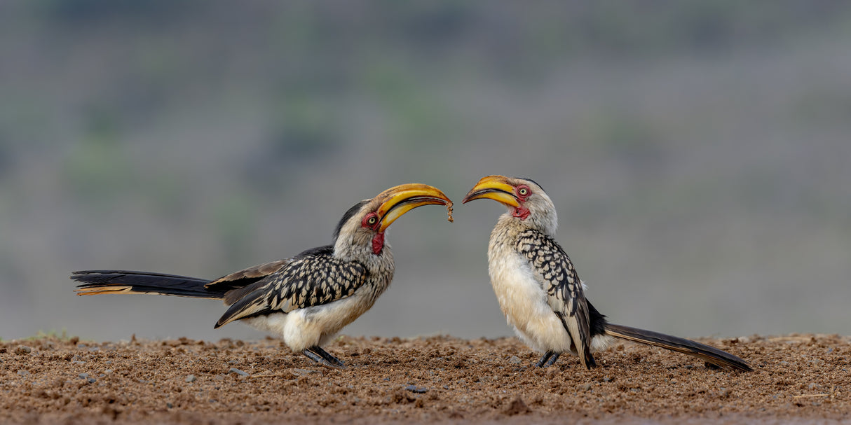 Flirting Hornbill Poster och Canvastavla