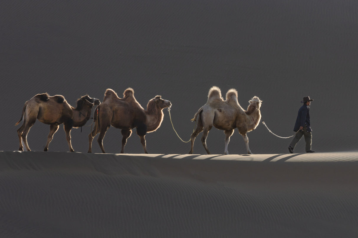 white camel Poster och Canvastavla