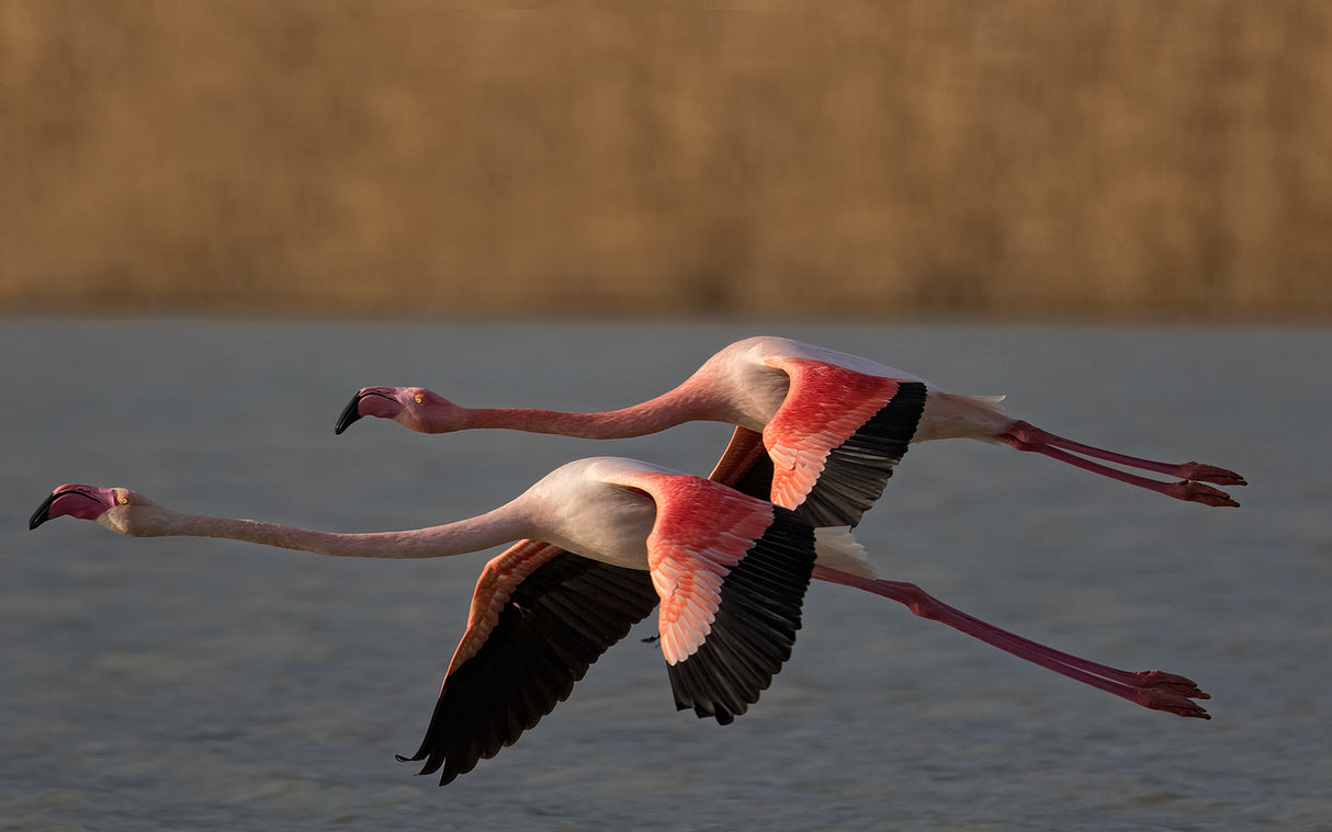 Pink Synchronism Poster och Canvastavla