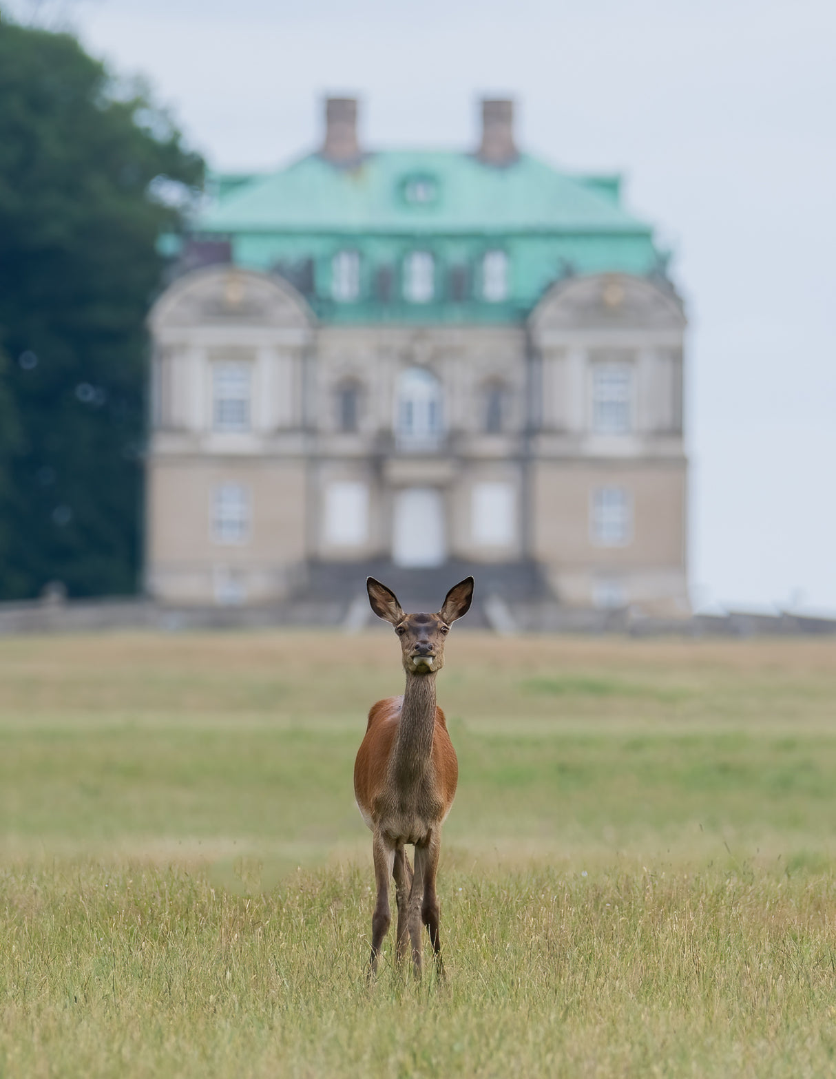 Det boss of the castle Poster och Canvastavla