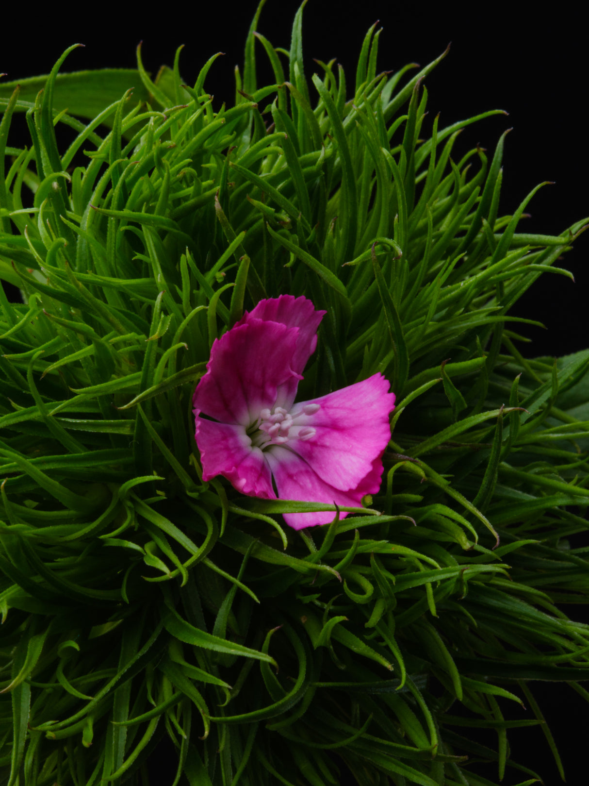 spring flower Poster och Canvastavla