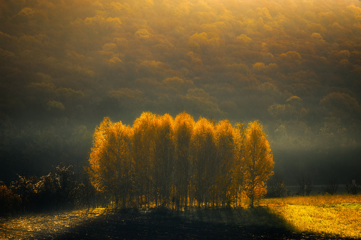 Morning Light Poster och Canvastavla