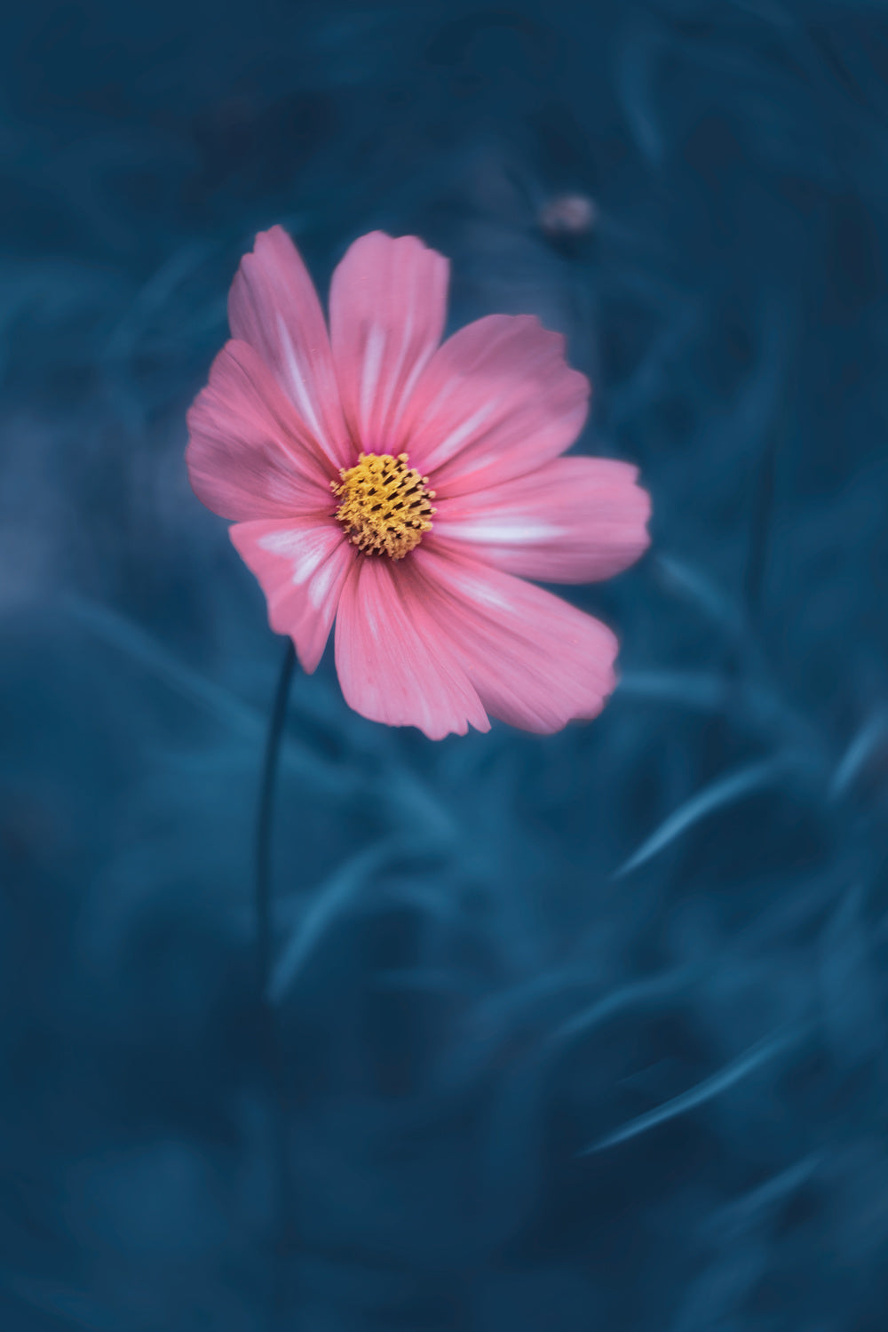 Lovely Cosmos Poster och Canvastavla