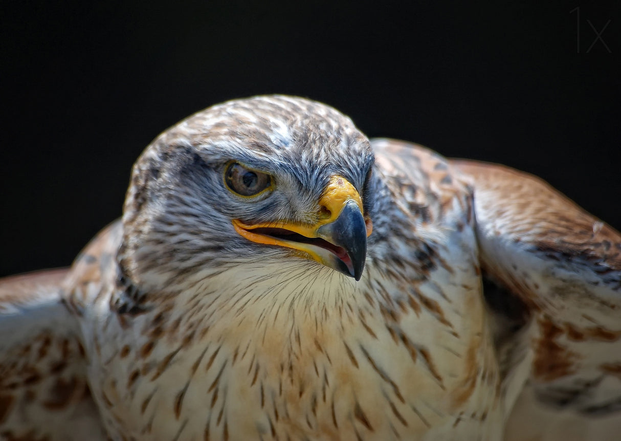 Red-tailed Hawk Poster och Canvastavla