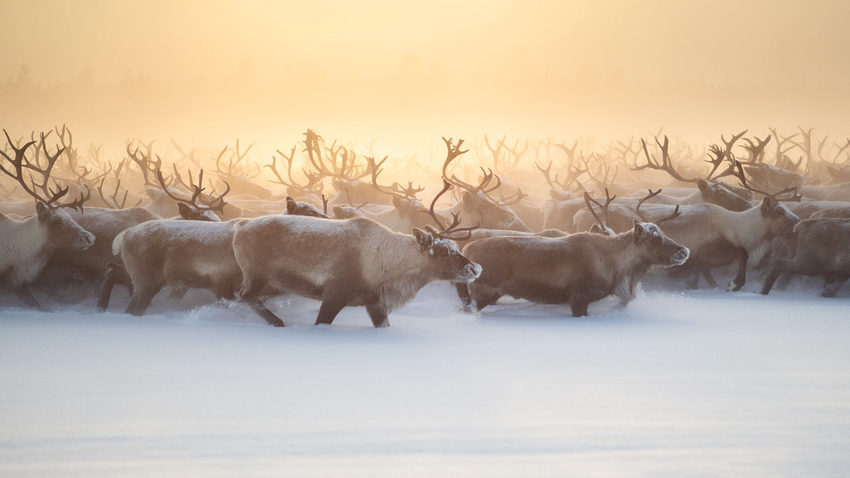 The herd III Poster och Canvastavla