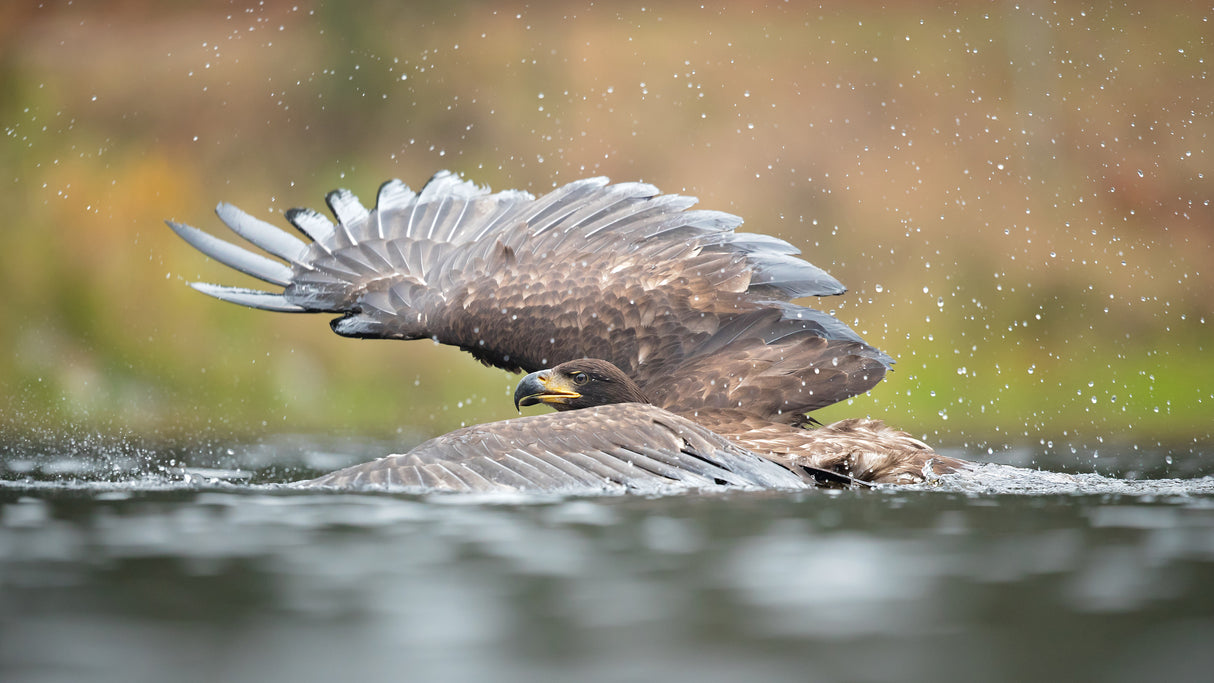 White-tailed eagle Poster och Canvastavla