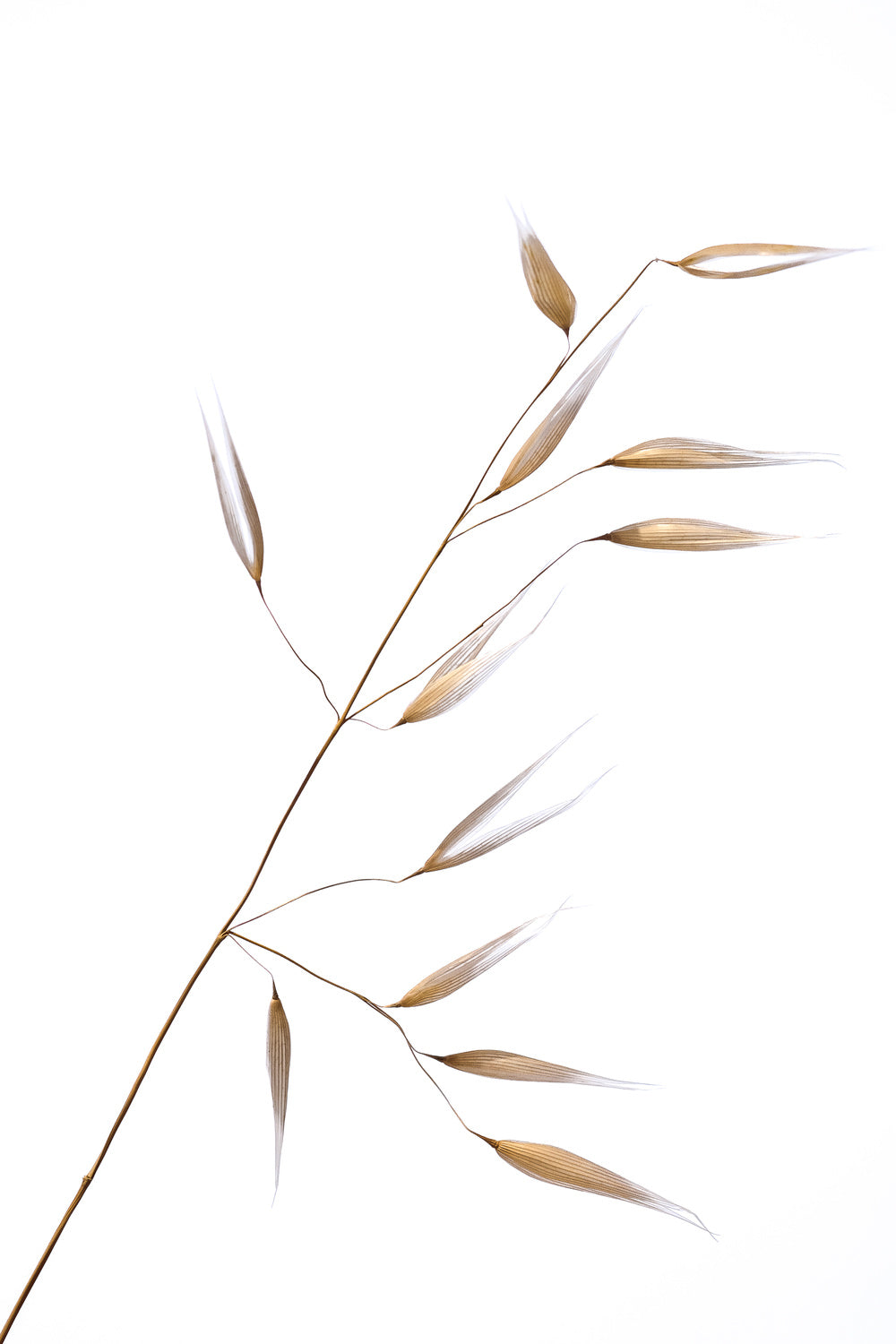 subtle delicateness Poster och Canvastavla