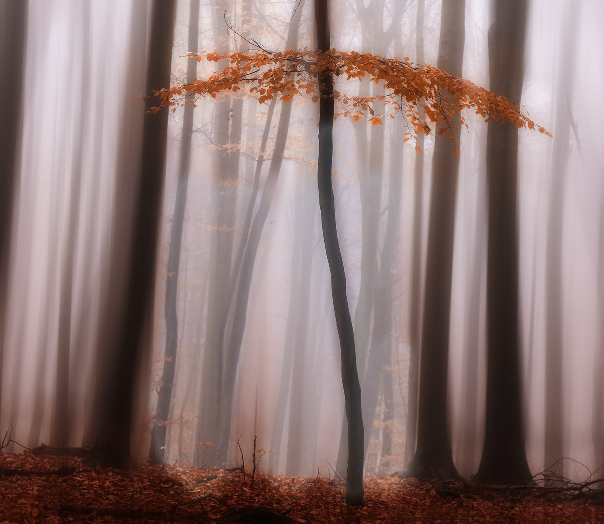 dream tree Poster och Canvastavla