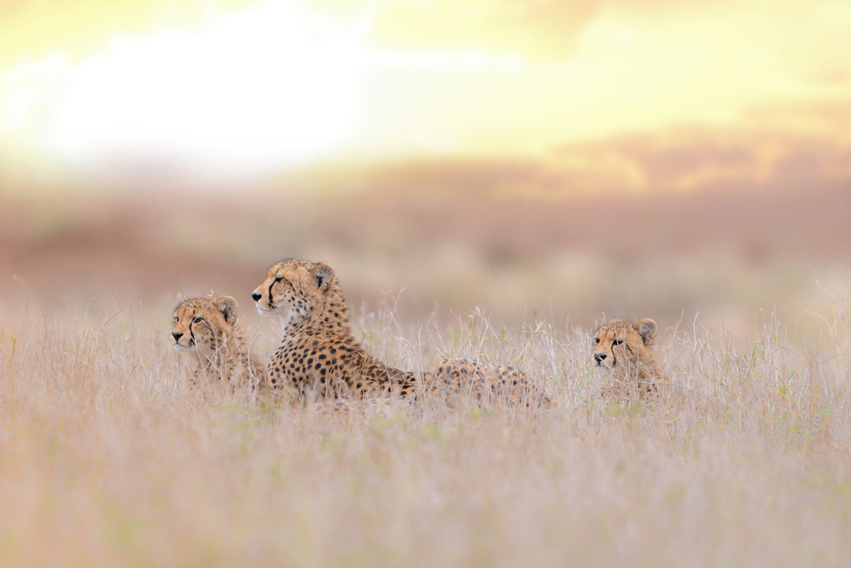 Cheetah Family Poster och Canvastavla