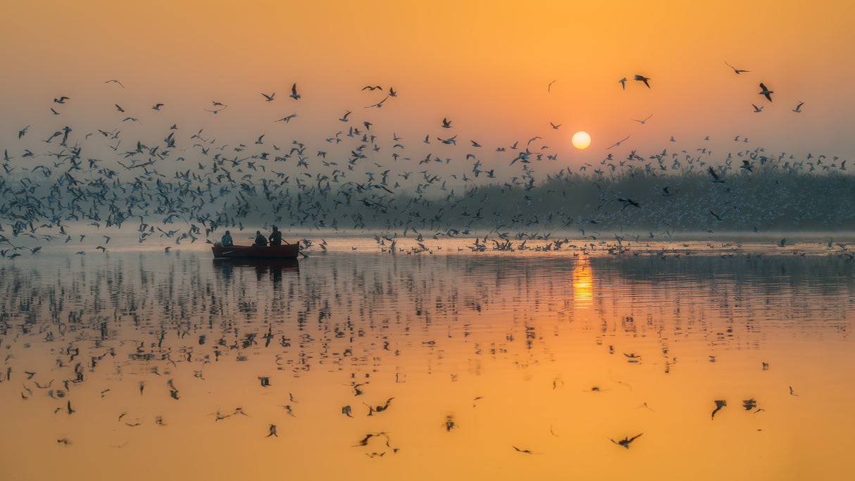 Dawn Chorus Poster och Canvastavla