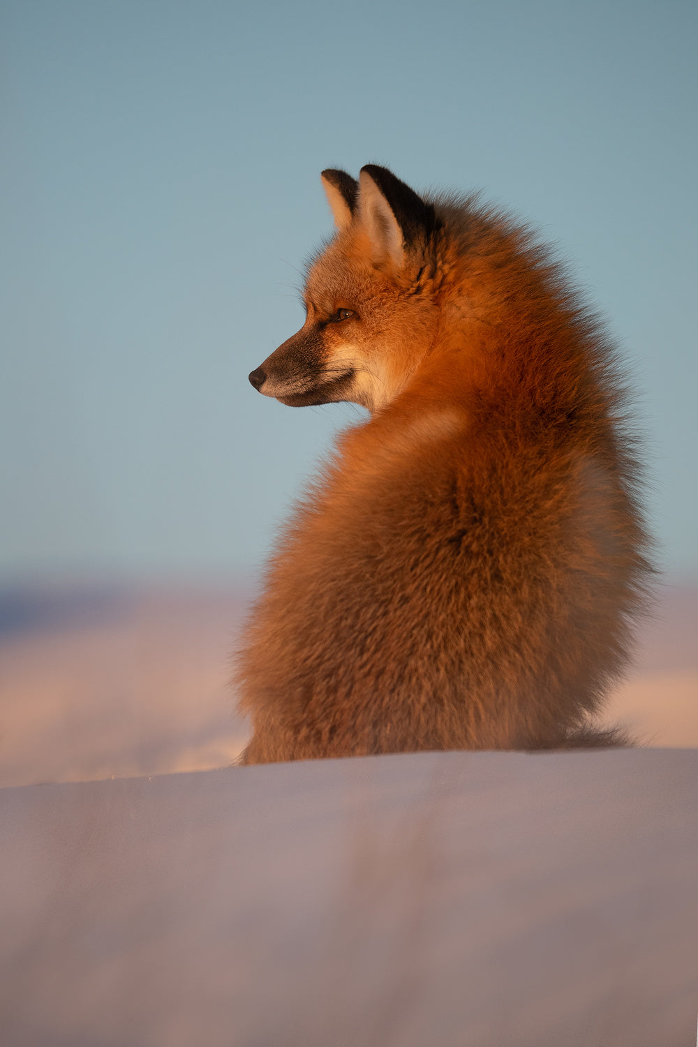 Red Fox Poster och Canvastavla