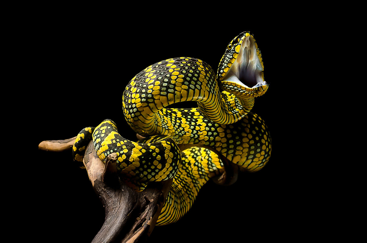 venomous viver Poster och Canvastavla