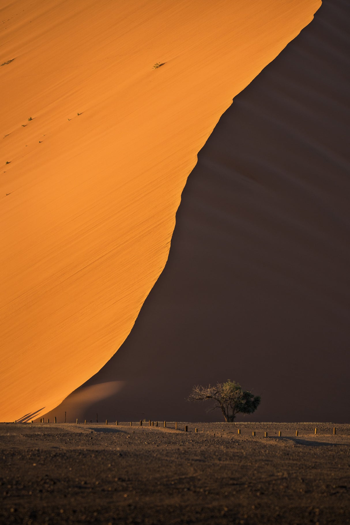 Namibia Sand Dunes Poster och Canvastavla