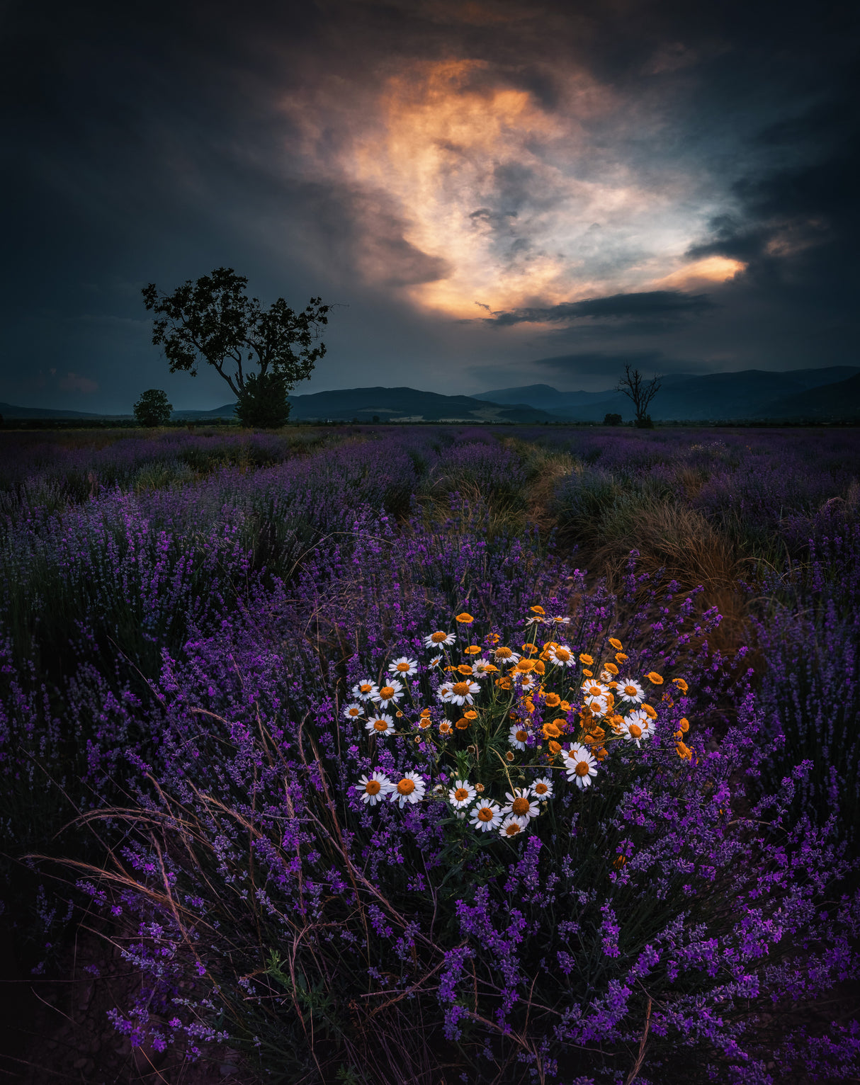 Lavender sunset Poster och Canvastavla