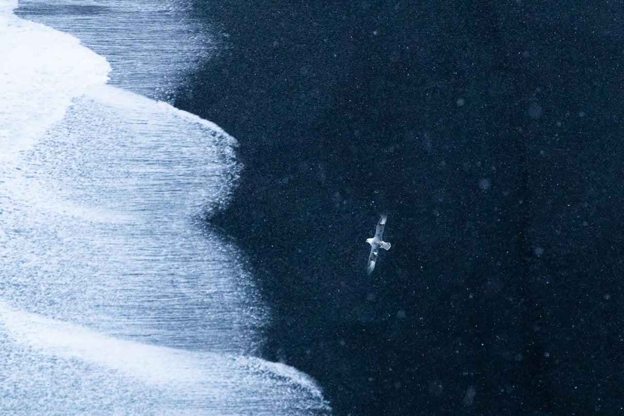 Brave seagull Poster och Canvastavla