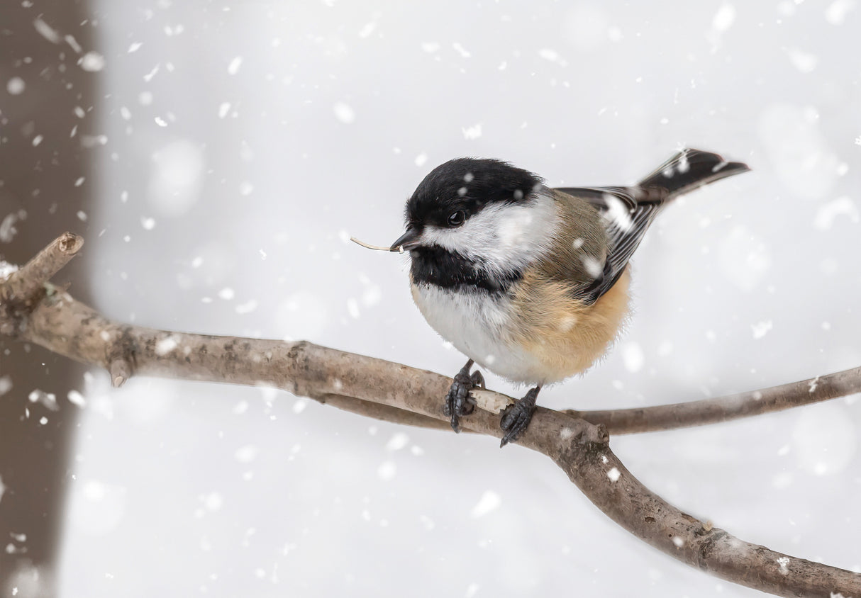Black-Capped Chickadee in Snow Poster och Canvastavla