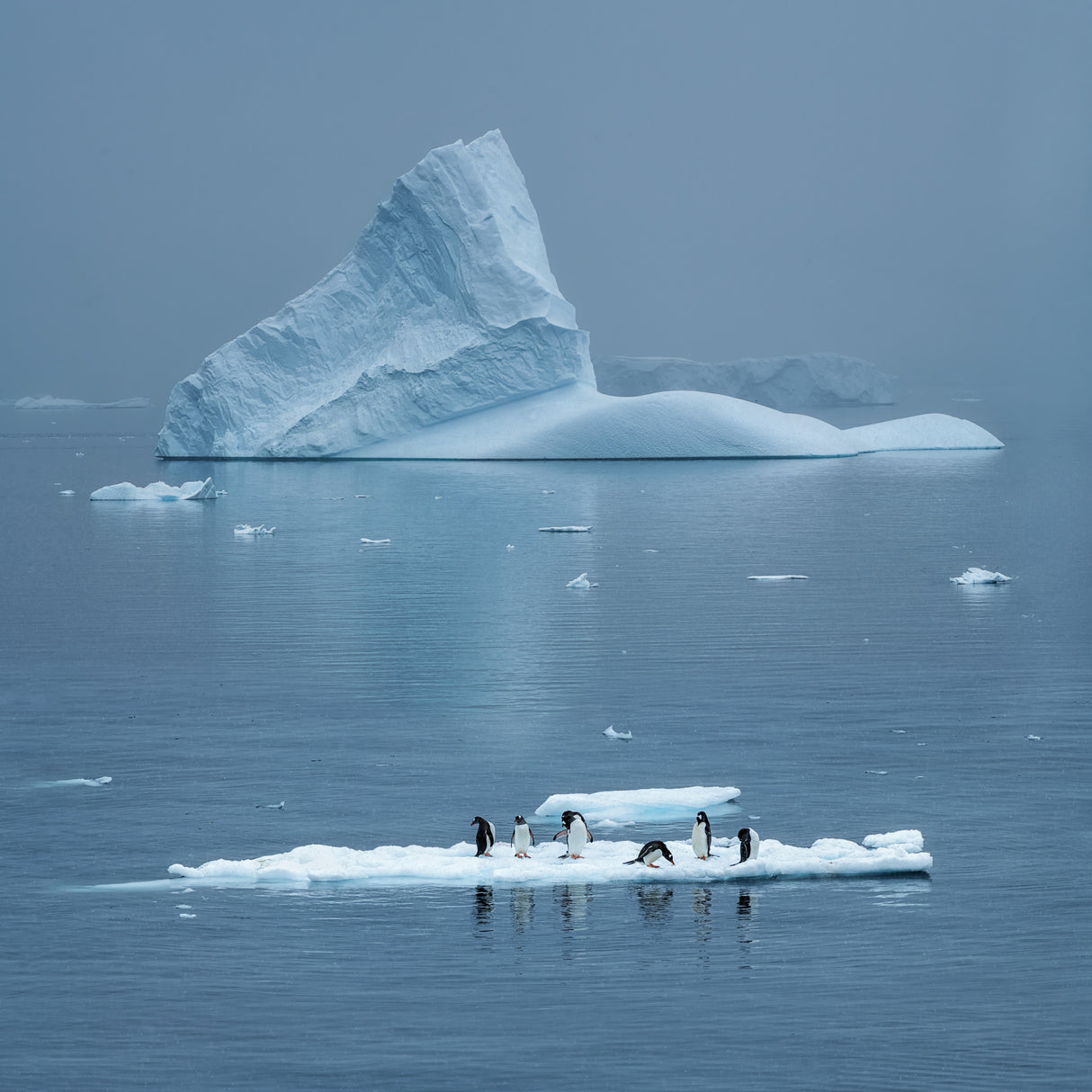 Daily Life in Antarctica Poster och Canvastavla