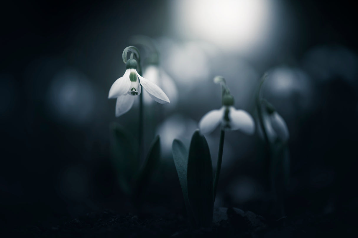 Faint light Poster och Canvastavla