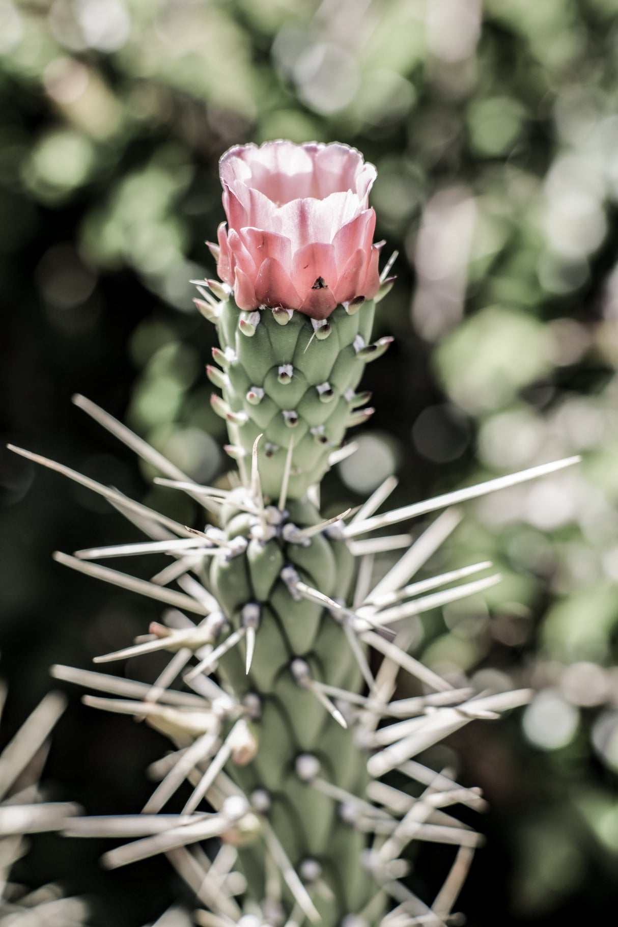 Pink Desert Bloom Poster och Canvastavla