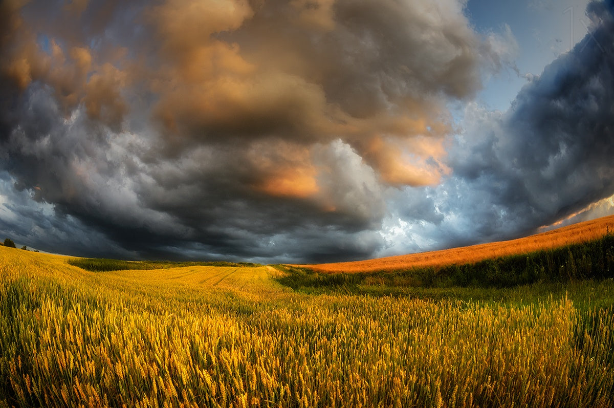 fields of storm Poster och Canvastavla