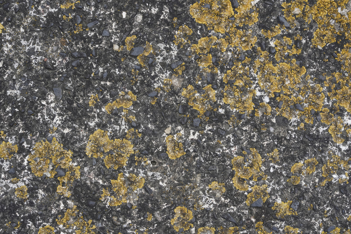 Tex Surface S29 Poster och Canvastavla