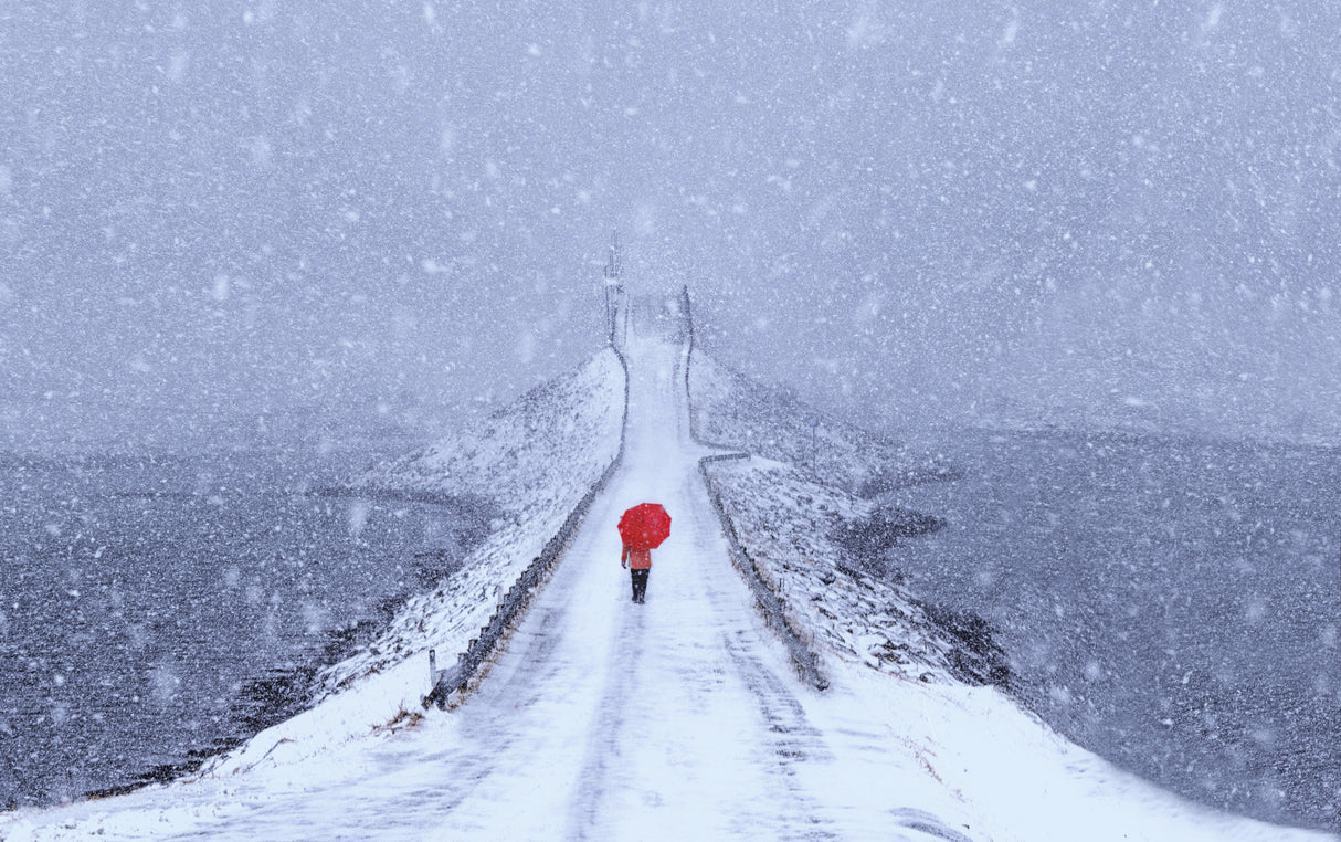Red in white Poster och Canvastavla