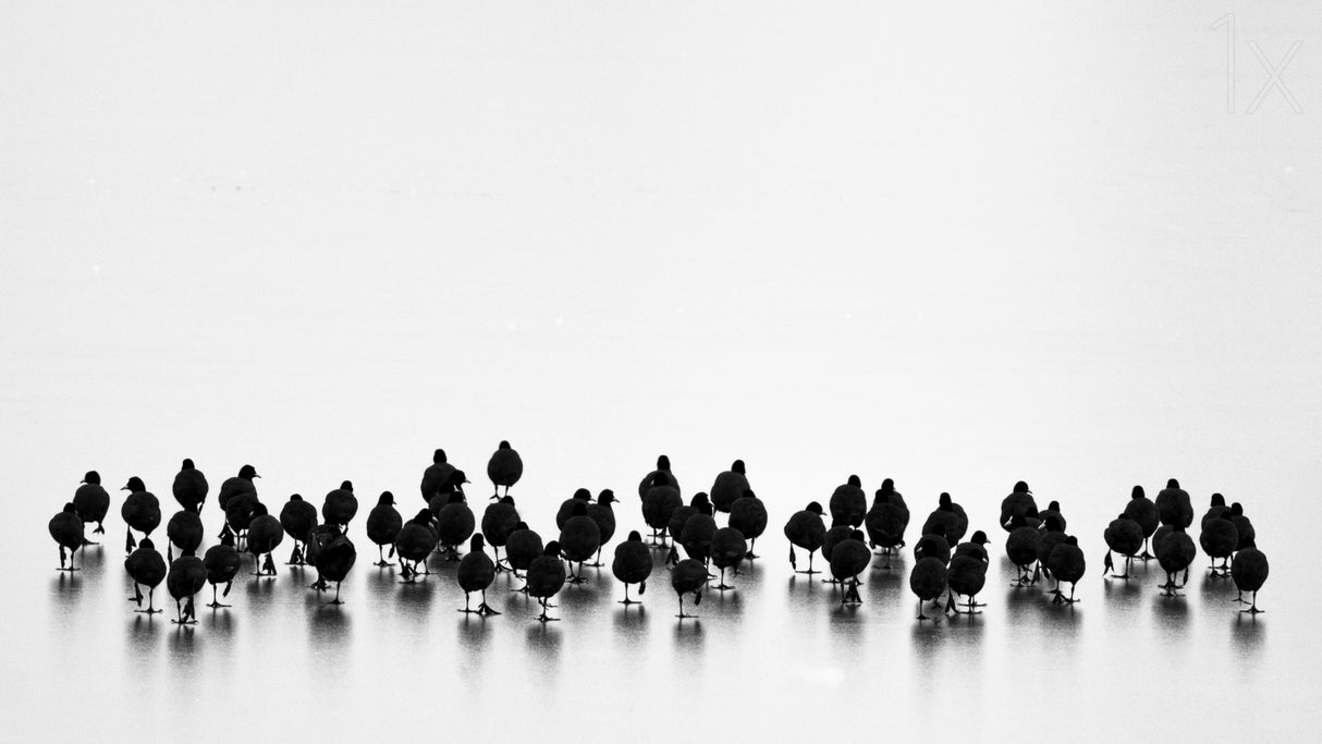 Eurasian coots Poster och Canvastavla