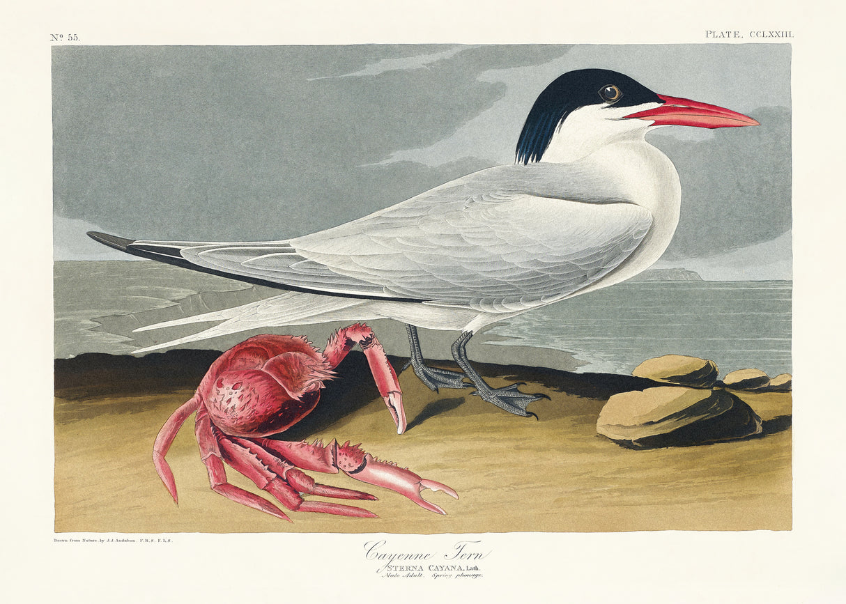 Cayenne Tern From Birds of America (1827) Poster och Canvastavla