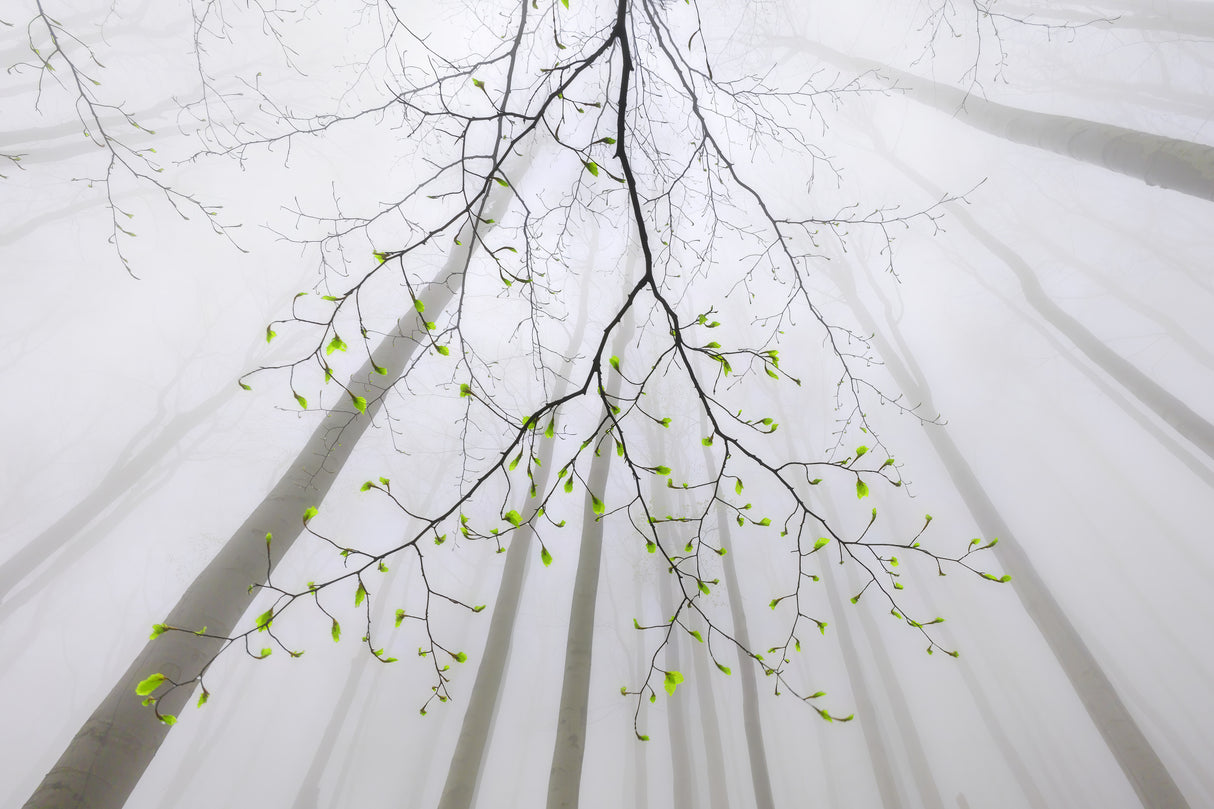 The branch Poster och Canvastavla