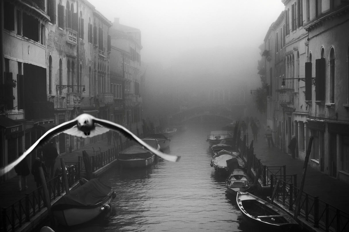 Seagull from the mist Poster och Canvastavla
