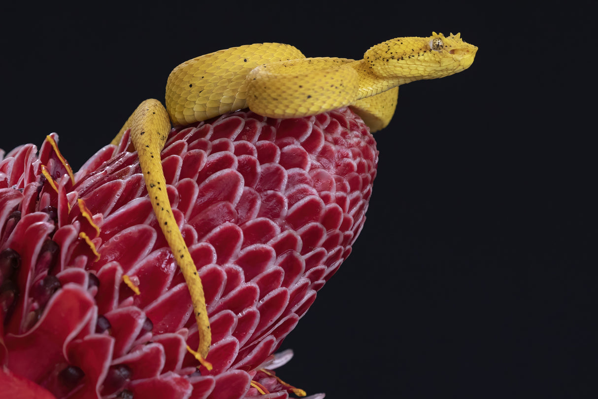 Eyelash Viper Poster och Canvastavla
