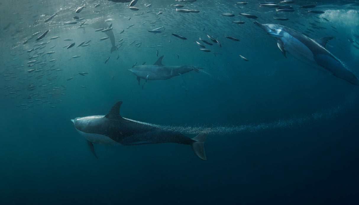 Dolphins hunting (Sardine ) Poster och Canvastavla