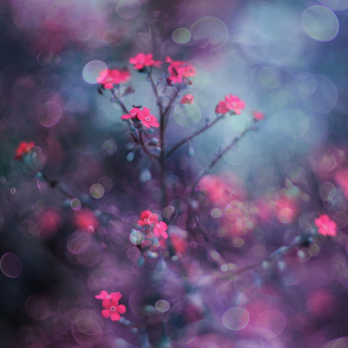 One day I saw flowers singing... Poster och Canvastavla