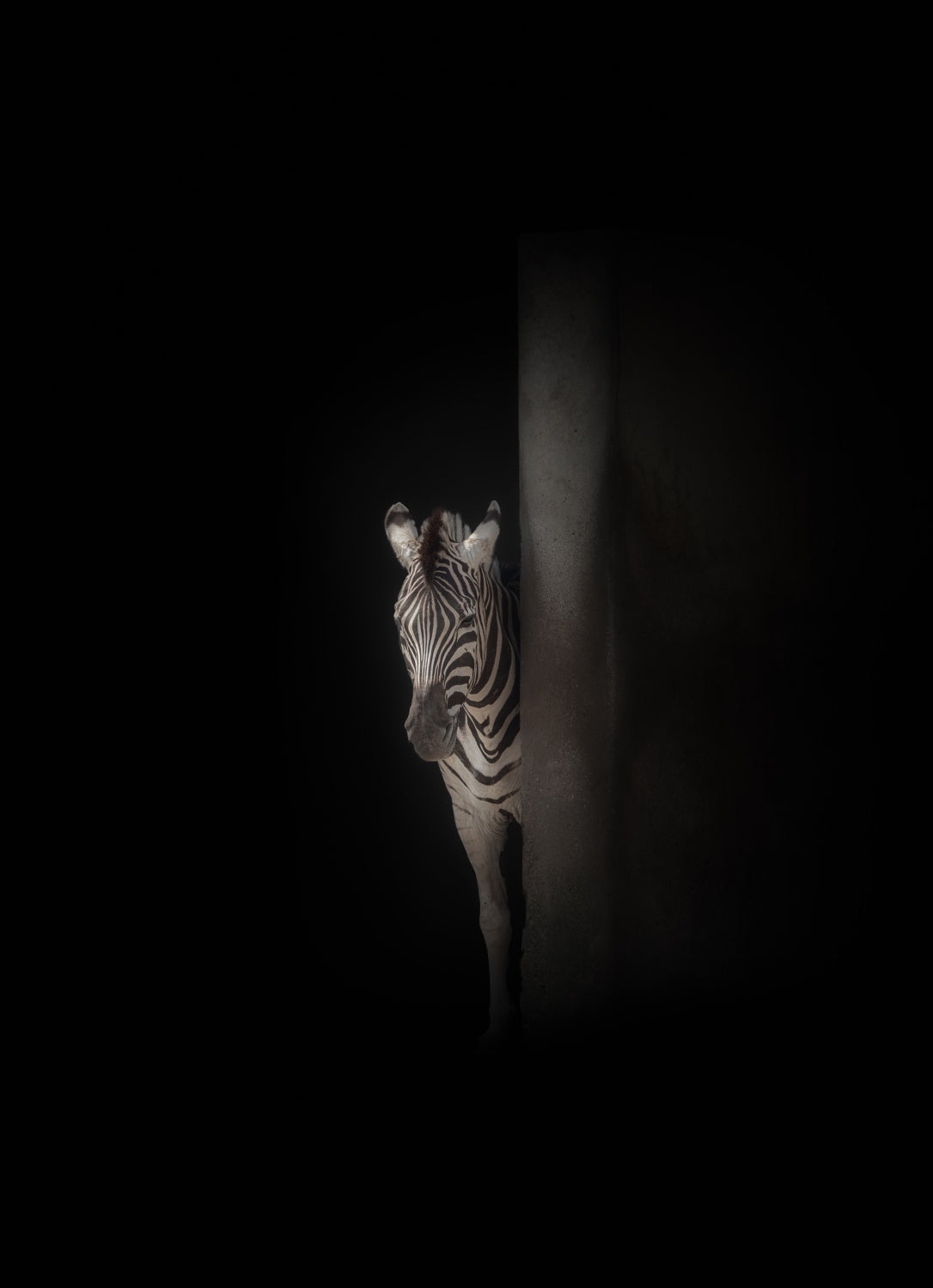zebra Poster och Canvastavla
