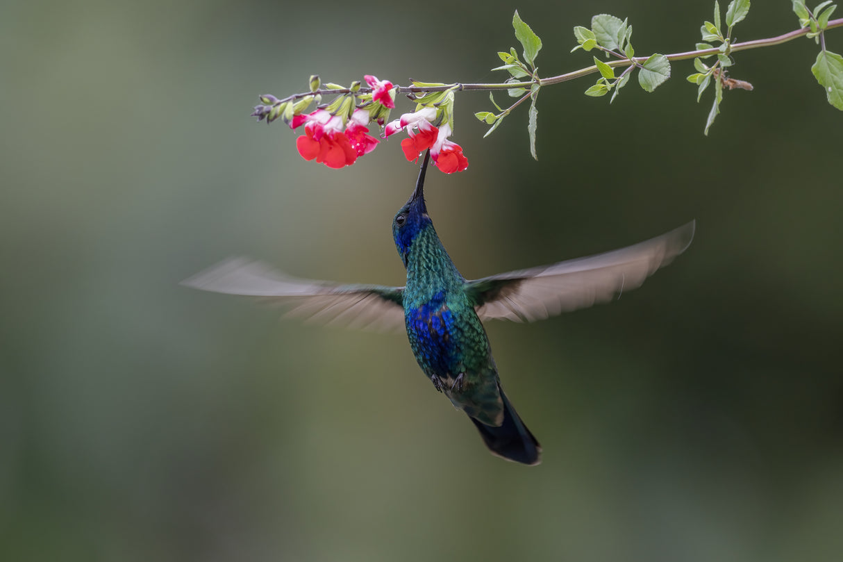 Sparkling Violetear Hummingbird Poster och Canvastavla